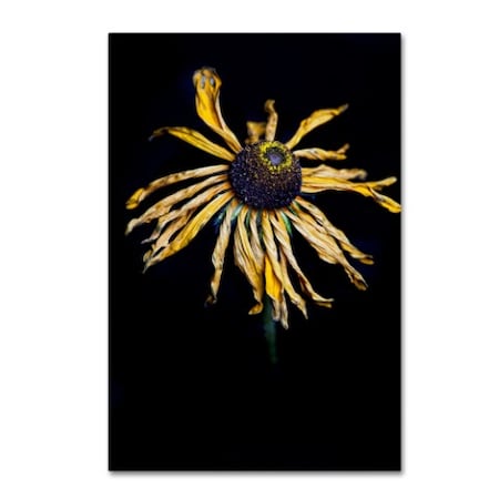 Lori Hutchison 'Dried Sunflower' Canvas Art,22x32